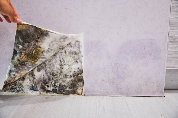 Best Health and Safety Mold Remediation in Turners Falls, MA
